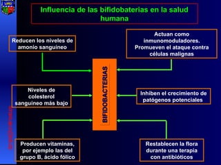Niveles de colesterol sanguíneo más bajo Actuan como inmunomoduladores. Promueven el ataque contra células malignas Inhiben el crecimiento de patógenos potenciales  Restablecen la flora durante una terapia con antibióticos Producen vitaminas, por ejemplo las del grupo B, ácido fólico Influencia de las bifidobaterias en la salud humana Reducen los niveles de amonio sanguíneo [email_address] BIFIDOBACTERIAS 