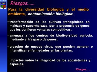 Riesgos...... Para la diversidad biológica y el medio ambiente,   contaminación biológica : transformación de los cultivos transgénicos en malezas y supermalezas, por la presencia de genes que les confieren ventajas competitivas; amenaza a los centros de biodiversidad agrícola, mediante el traspaso de genes; creación de nuevos virus, que pueden generar o intensificar enfermedades en las plantas. Impactos sobre la integridad de los ecosistemas y especies. Riesgos...... UNALM 