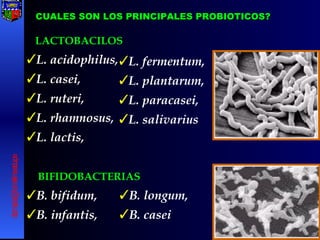 CUALES SON LOS PRINCIPALES PROBIOTICOS? LACTOBACILOS L. acidophilus, L. casei, L. ruteri, L. rhamnosus, L. lactis,   BIFIDOBACTERIAS B. bifidum, B. infantis, L. fermentum, L. plantarum, L. paracasei, L. salivarius B. longum, B. casei [email_address] 