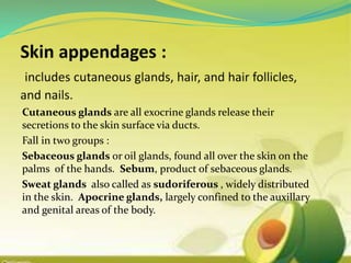 Cutaneous glands are all exocrine glands release their
secretions to the skin surface via ducts.
Fall in two groups :
Sebaceous glands or oil glands, found all over the skin on the
palms of the hands. Sebum, product of sebaceous glands.
Sweat glands also called as sudoriferous , widely distributed
in the skin. Apocrine glands, largely confined to the auxillary
and genital areas of the body.
 