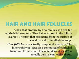 A hair that produce by a hair follicle is a flexible
epithelelial structure. That hair enclosed in the follicle
is a root. The part that projecting from the surface of
the scalp or a skin is called the shaft.
Hair follicles- are actually compound structure. The
inner epidermal shealth is composed of epithelial
tissue and forms a hair. The outer dermal shealth is
actually dermal connective tissue.
 