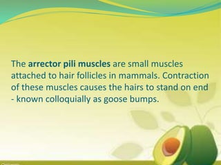 The arrector pili muscles are small muscles
attached to hair follicles in mammals. Contraction
of these muscles causes the hairs to stand on end
- known colloquially as goose bumps.
 