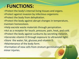  FUNCTIONS:
>Protect the body’s internal living tissues and organs.
>Protect against invasion by infectious organisms
>Protect the body from dehydration.
>Protect the body against abrupt changes in temperature,
maintain homeostasis.
>Help excrete waste materials through perspiration.
>Act as a receptor for touch, pressure, pain, heat, and cold.
>Protect the body against sunburns by secreting melanin.
>Generate vitamin D through exposure to ultraviolet light.
>Store the water, fat, glucose,and vitamin D.
>Maintenance of the body form.
>Formation of new cells from stratum germinativum to repair
minor injuries.
 