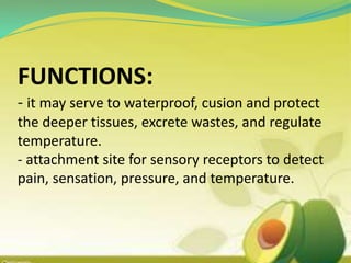 FUNCTIONS:
- it may serve to waterproof, cusion and protect
the deeper tissues, excrete wastes, and regulate
temperature.
- attachment site for sensory receptors to detect
pain, sensation, pressure, and temperature.
 