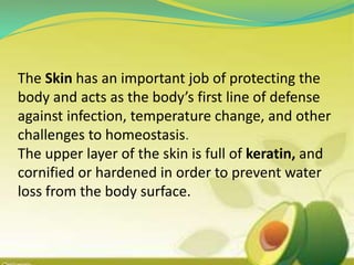The Skin has an important job of protecting the
body and acts as the body’s first line of defense
against infection, temperature change, and other
challenges to homeostasis.
The upper layer of the skin is full of keratin, and
cornified or hardened in order to prevent water
loss from the body surface.
 