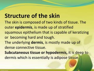 Structure of the skin
The skin is composed of two kinds of tissue. The
outer epidermis, is made up of stratified
squamous epithelium that is capable of keratizing
or becoming hard and tough.
The underlying dermis, is mostly made up of
dense connective tissue.
Subcutaneous tissue or hypodermis, it is deep to
dermis which is essentially is adipose tissue.
 