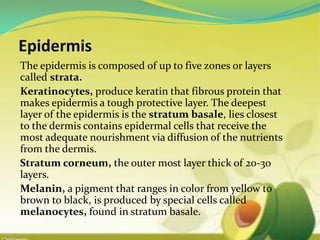 The epidermis is composed of up to five zones or layers
called strata.
Keratinocytes, produce keratin that fibrous protein that
makes epidermis a tough protective layer. The deepest
layer of the epidermis is the stratum basale, lies closest
to the dermis contains epidermal cells that receive the
most adequate nourishment via diffusion of the nutrients
from the dermis.
Stratum corneum, the outer most layer thick of 20-30
layers.
Melanin, a pigment that ranges in color from yellow to
brown to black, is produced by special cells called
melanocytes, found in stratum basale.
 