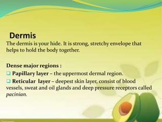 The dermis is your hide. It is strong, stretchy envelope that
helps to hold the body together.
Dense major regions :
 Papillary layer – the uppermost dermal region.
 Reticular layer – deepest skin layer, consist of blood
vessels, sweat and oil glands and deep pressure receptors called
pacinian.
 