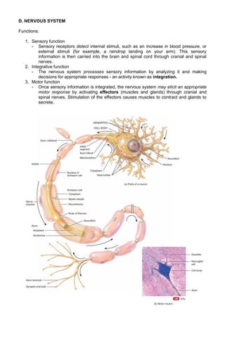 D. NERVOUS SYSTEM
Functions:
1. Sensory function
- Sensory receptors detect internal stimuli, such as an increase in blood pressure, or
external stimuli (for example, a raindrop landing on your arm). This sensory
information is then carried into the brain and spinal cord through cranial and spinal
nerves.
2. Integrative function
- The nervous system processes sensory information by analyzing it and making
decisions for appropriate responses - an activity known as integration.
3. Motor function
- Once sensory information is integrated, the nervous system may elicit an appropriate
motor response by activating effectors (muscles and glands) through cranial and
spinal nerves. Stimulation of the effectors causes muscles to contract and glands to
secrete.

 