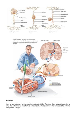 Question:
As a torture procedure for his enemies, mad scientist Dr. Raymond Claro is trying to develop a
drug that will enhance the effects of substance P. What cellular mechanisms could he enlist to
design such a drug?

 