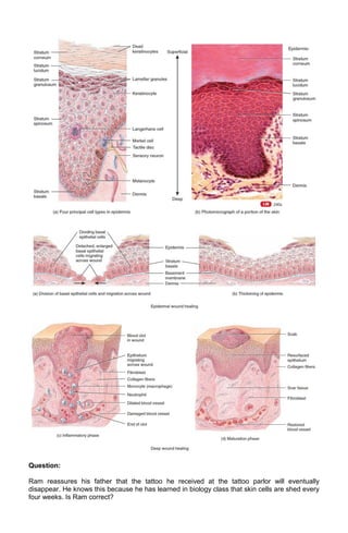Question:
Ram reassures his father that the tattoo he received at the tattoo parlor will eventually
disappear. He knows this because he has learned in biology class that skin cells are shed every
four weeks. Is Ram correct?

 