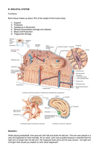 B. SKELETAL SYSTEM
Functions:
Bone tissue makes up about 18% of the weight of the human body.
1.
2.
3.
4.
5.
6.

Support
Protection
Assistance in Movement
Mineral Homeostasis (storage and release)
Blood Cell Production
Triglyceride Storage

Question:
While playing basketball, nine-year-old John fell and broke his left arm. The arm was placed in a
cast and appeared to heal normally. As an adult, John was puzzled because it seemed that his
right arm is longer than his left arm. He measured both arms and he was correct - his right arm
is longer! How would you explain to John what happened?

 