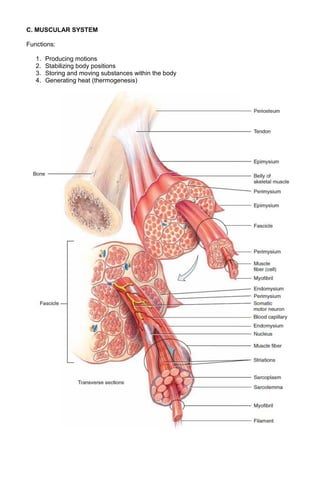 C. MUSCULAR SYSTEM
Functions:
1.
2.
3.
4.

Producing motions
Stabilizing body positions
Storing and moving substances within the body
Generating heat (thermogenesis)

 