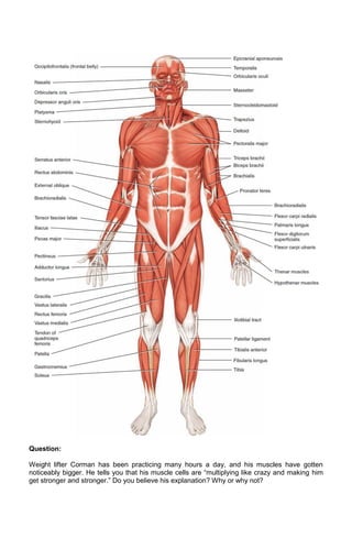 Question:
Weight lifter Corman has been practicing many hours a day, and his muscles have gotten
noticeably bigger. He tells you that his muscle cells are “multiplying like crazy and making him
get stronger and stronger.” Do you believe his explanation? Why or why not?

 