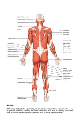 Question:
While taking the bus to the supermarket, eleven-year-old Joseph informs his mother that he has
to “go to the bathroom” (urinate). His mother tells him he must “hold it” until they arrive at the
store. What muscles must remain contracted in order for him to prevent urination?

 