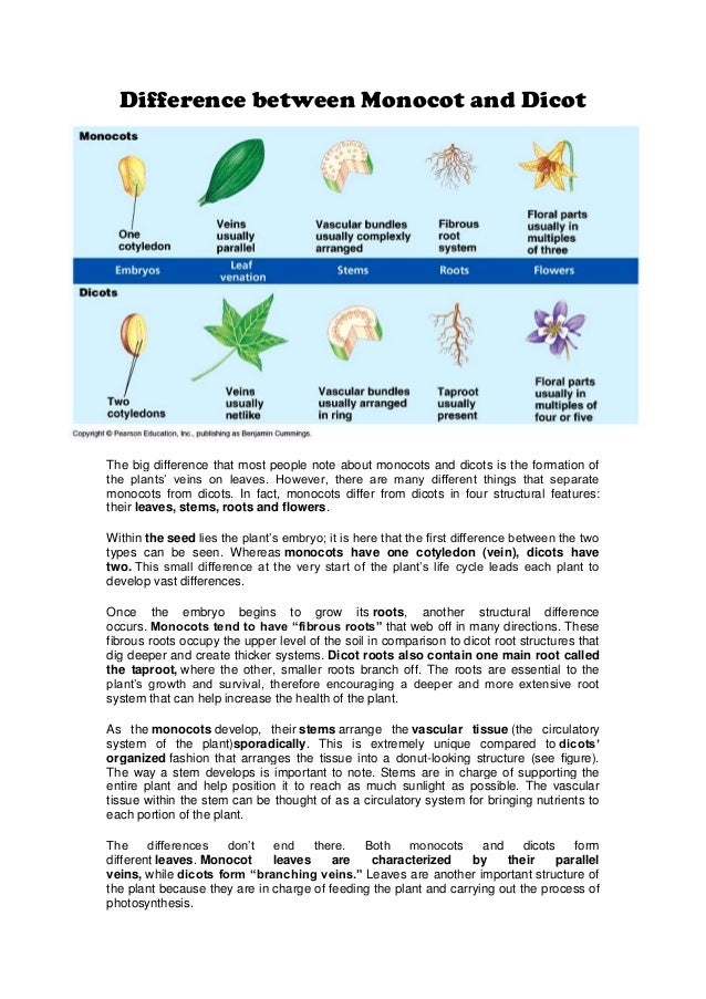 What is the difference between monocot and dicot stems?