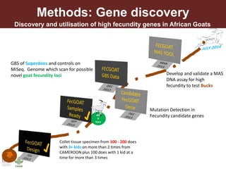 Unzipping the Goat Helix: Harnessing genetic diversity to improve goat productivity in Africa