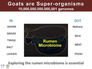 Unzipping the Goat Helix: Harnessing genetic diversity to improve goat productivity in Africa