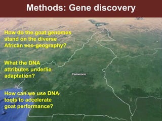 Unzipping the Goat Helix: Harnessing genetic diversity to improve goat productivity in Africa