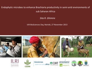 Endophytic microbes to enhance Brachiaria productivity in semi-arid environments of
sub Saharan Africa
Sita R. Ghimire
ILRI BioSciences Day, Nairobi, 27 November 2013

 