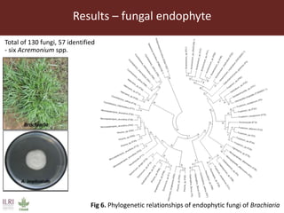 Endophytic microbes to enhance Brachiaria productivity in semi-arid environments of sub Saharan Africa 