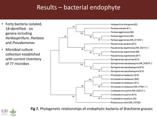 Endophytic microbes to enhance Brachiaria productivity in semi-arid environments of sub Saharan Africa 