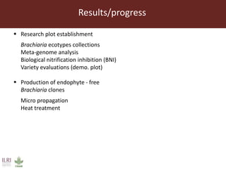 Endophytic microbes to enhance Brachiaria productivity in semi-arid environments of sub Saharan Africa 