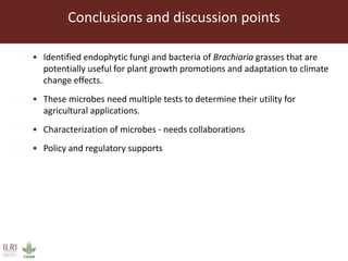 Endophytic microbes to enhance Brachiaria productivity in semi-arid environments of sub Saharan Africa 