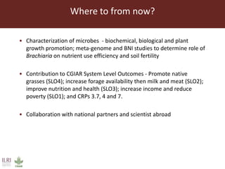 Endophytic microbes to enhance Brachiaria productivity in semi-arid environments of sub Saharan Africa 
