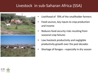 Endophytic microbes to enhance Brachiaria productivity in semi-arid environments of sub Saharan Africa 