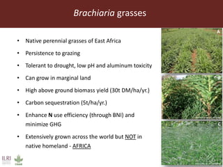 Endophytic microbes to enhance Brachiaria productivity in semi-arid environments of sub Saharan Africa 