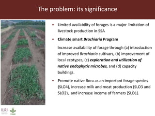 Endophytic microbes to enhance Brachiaria productivity in semi-arid environments of sub Saharan Africa 