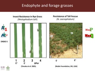 Endophytic microbes to enhance Brachiaria productivity in semi-arid environments of sub Saharan Africa 