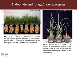 Endophytic microbes to enhance Brachiaria productivity in semi-arid environments of sub Saharan Africa 