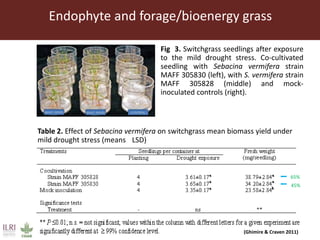 Endophytic microbes to enhance Brachiaria productivity in semi-arid environments of sub Saharan Africa 