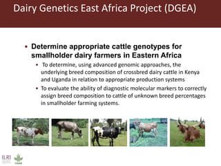 Use of advanced genomics in determining appropriate breed types for smallholder dairy