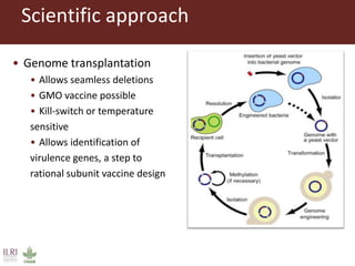 Design of Mycoplasma vaccines employing synthetic biology tools 