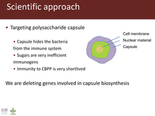 Design of Mycoplasma vaccines employing synthetic biology tools 