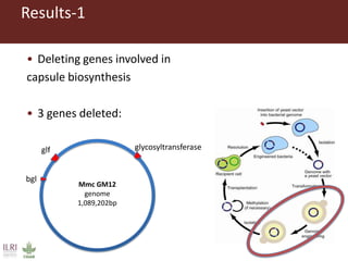 Design of Mycoplasma vaccines employing synthetic biology tools 