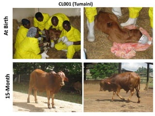 Transgenic approach to improved productivity: Establishing African Trypanosomiasis resistance in cattle by a transgenic approach