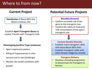 Transgenic approach to improved productivity: Establishing African Trypanosomiasis resistance in cattle by a transgenic approach