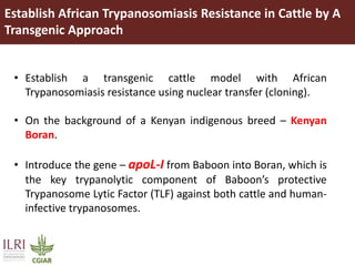 Transgenic approach to improved productivity: Establishing African Trypanosomiasis resistance in cattle by a transgenic approach