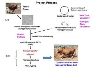 Transgenic approach to improved productivity: Establishing African Trypanosomiasis resistance in cattle by a transgenic approach