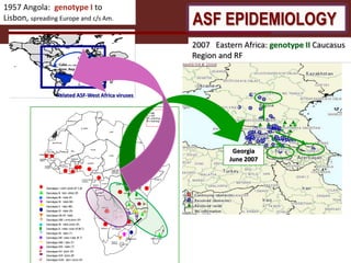 African Swine Fever (ASF) control: An entry point for enhancing human welfare through pig system improvement