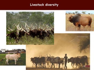 Breeding and genomics in ILRI biosciences research