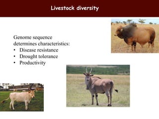Breeding and genomics in ILRI biosciences research