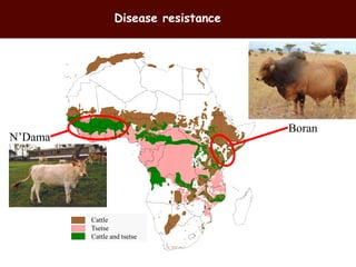 Breeding and genomics in ILRI biosciences research