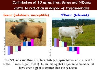 Breeding and genomics in ILRI biosciences research