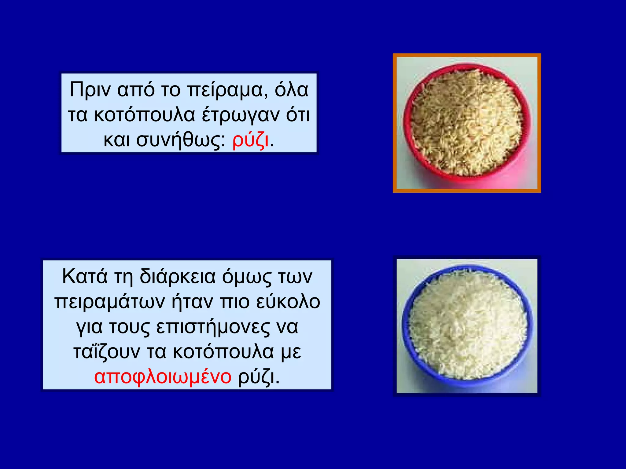 Πριν από το πείραμα, όλα τα κοτόπουλα έτρωγαν ότι και συνήθως:  ρύζι . Κατά τη διάρκεια όμως των πειραμάτων ήταν πιο εύκολο για τους επιστήμονες να ταΐζουν τα κοτόπουλα με  αποφλοιωμένο  ρύζι. 