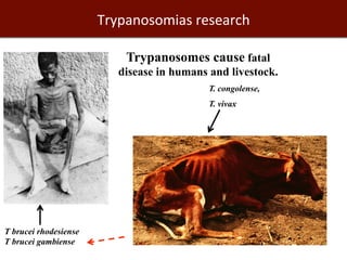 Biosciences research at the International Livestock Research Institute (ILRI)